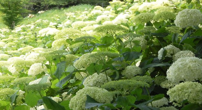 さいたま市 紫陽花 名所