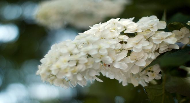 栃木県 紫陽花 名所