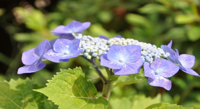 群馬県 紫陽花 名所