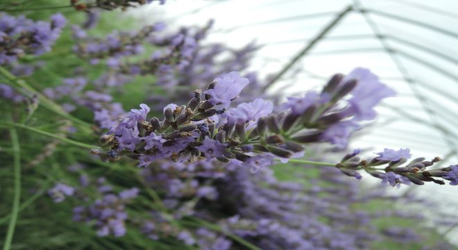 埼玉県越谷市のラベンダー公園は花摘みも楽しめます 見頃は6月下旬 疑問を解決
