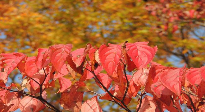 北海道の紅葉名所