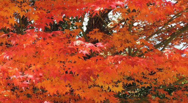 福島県の紅葉名所