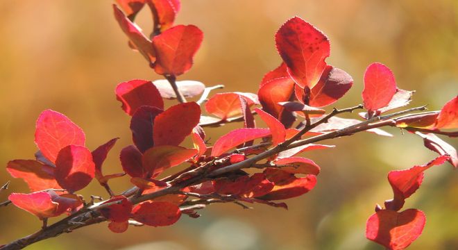 宮城県の紅葉名所