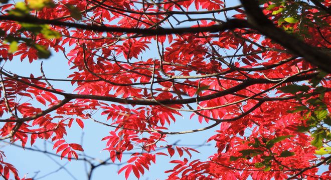 青森県の紅葉名所