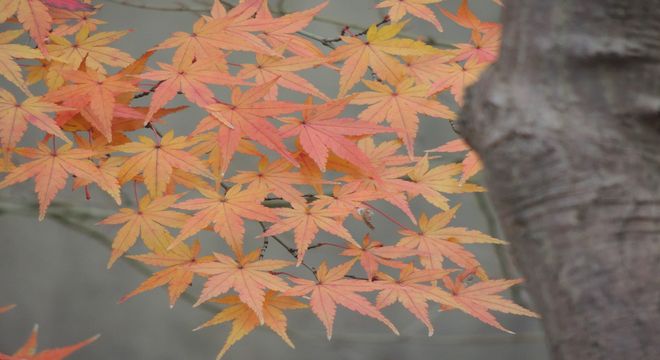 岩手県の紅葉名所