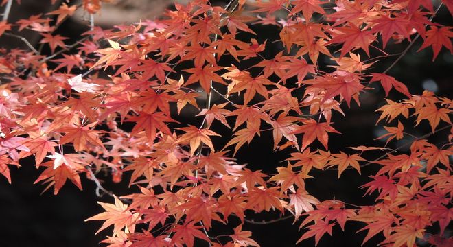 秋田県の紅葉名所