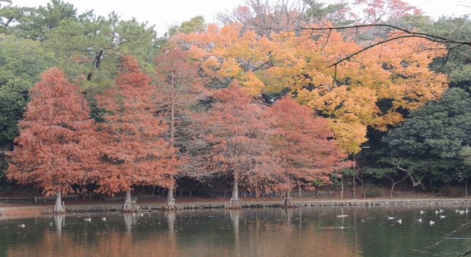 山形県の紅葉名所