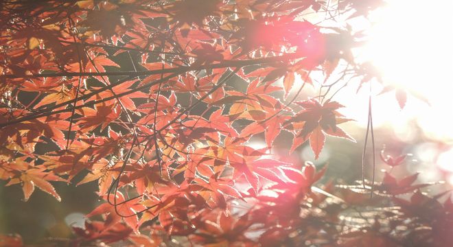 山梨県の紅葉名所