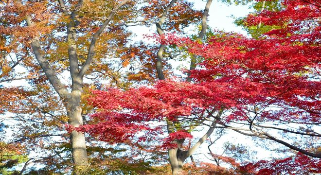 長野県の紅葉名所