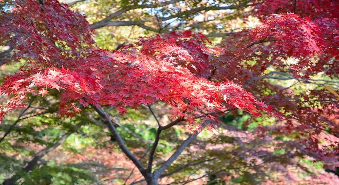 新潟県の紅葉名所