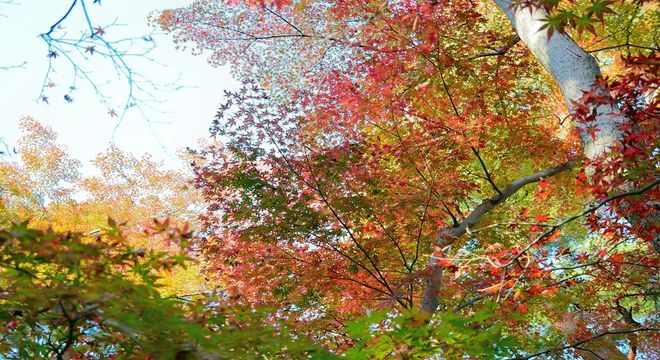 東京都の紅葉名所