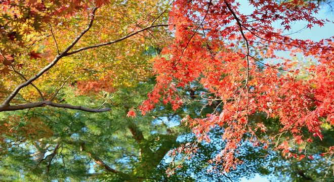 神奈川県の紅葉名所