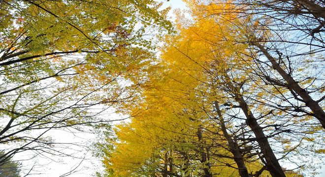 埼玉県の紅葉名所