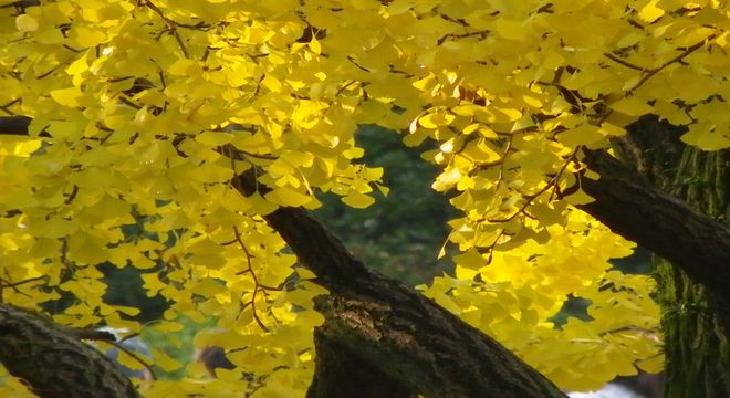 茨城県の紅葉名所