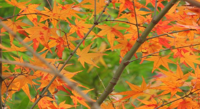 栃木県の紅葉名所