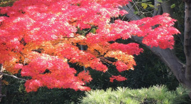 愛知県の紅葉名所