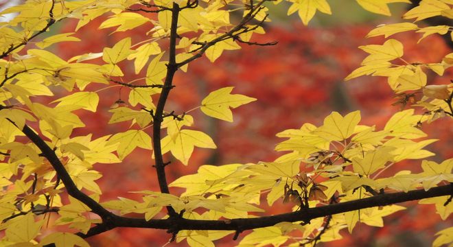 岐阜県の紅葉名所