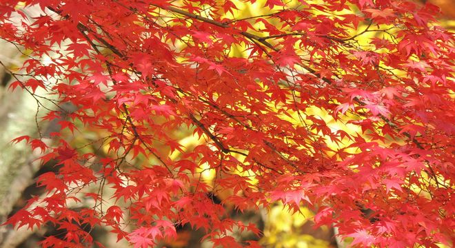 静岡県の紅葉名所