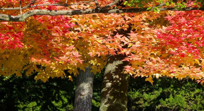 三重県の紅葉名所