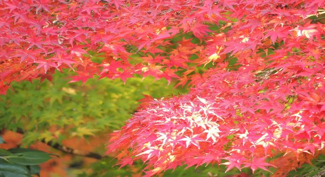 富山県の紅葉名所