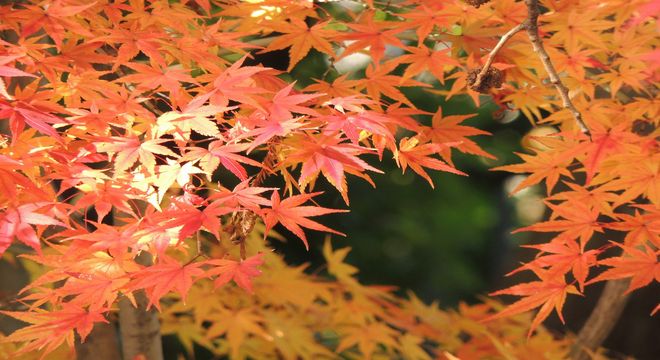 福井県の紅葉名所