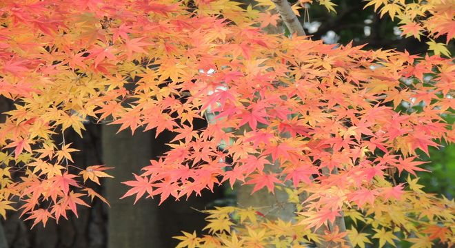 大阪府の紅葉名所