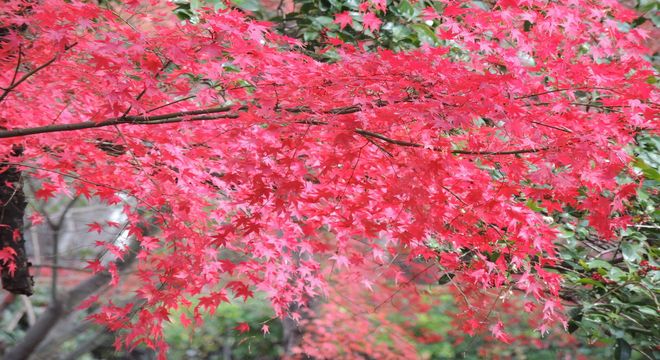 兵庫県の紅葉名所