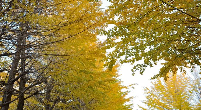 京都の紅葉名所