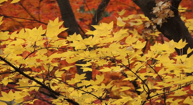 奈良県の紅葉名所