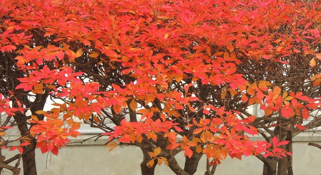 歌山県の紅葉名所