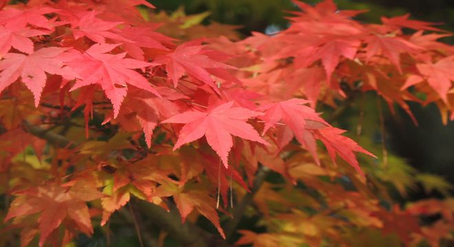 鳥取県の紅葉名所