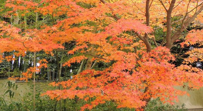 島根県の紅葉名所