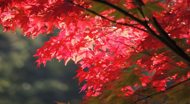 岡山県の紅葉名所