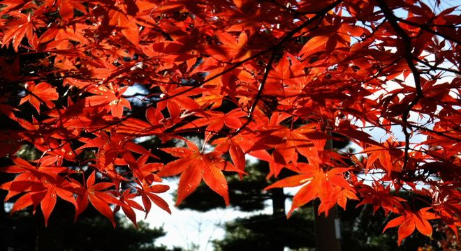 広島県の紅葉名所