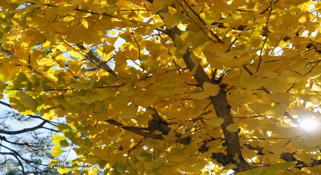 山口県の紅葉名所