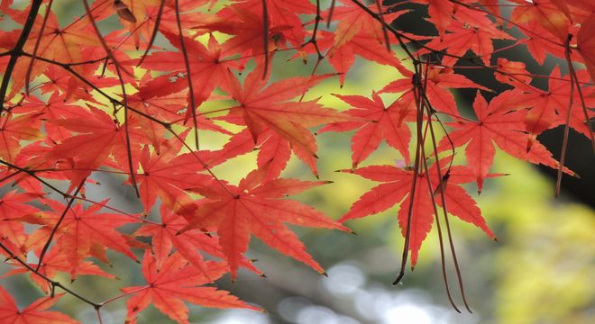 徳島県の紅葉名所