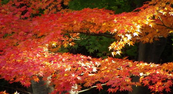 福岡県の紅葉名所