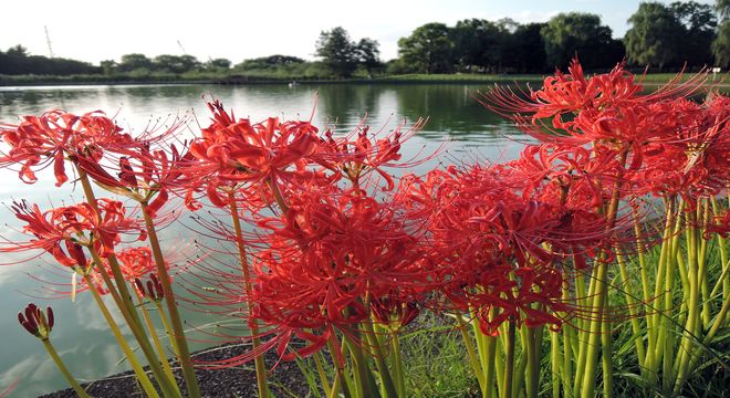 彼岸花が見ごろ 写真に撮って俳句を入れた季節のポストカードを作成 疑問を解決