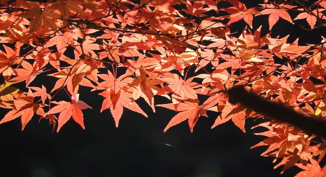 紅葉