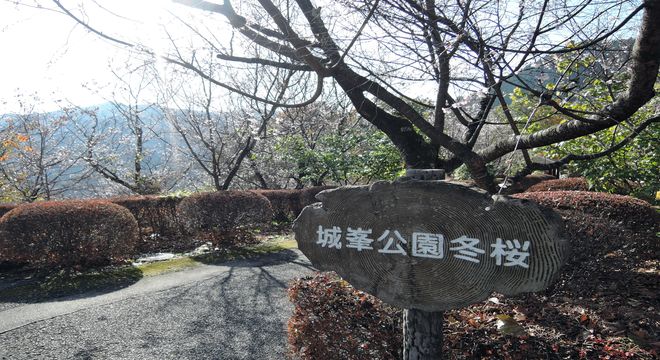 城峯公園冬桜