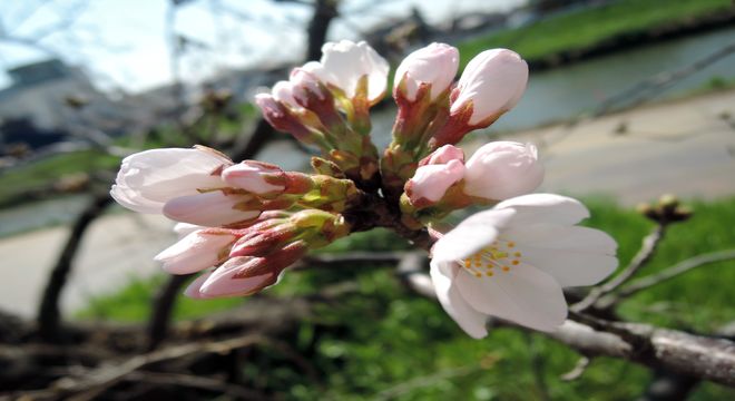 初桜