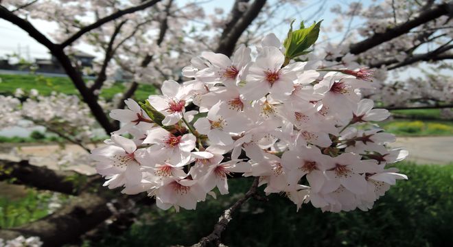 4月の俳句と季語 さまざまの事おもひ出す桜かな 松尾芭蕉 ほか30句 疑問を解決