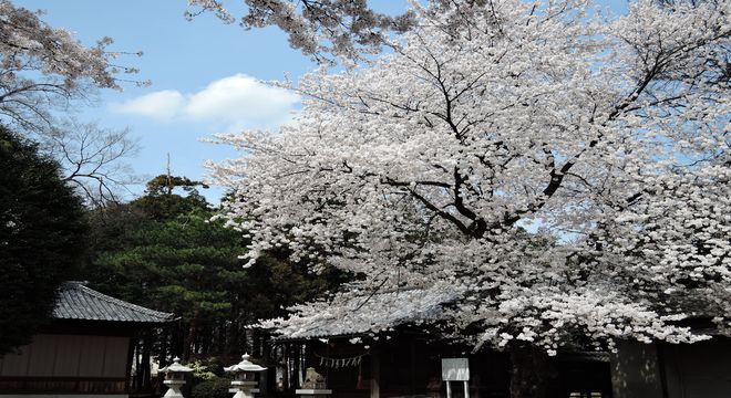 桜を季語に使った俳句一覧 有名なのは芭蕉の初桜折しも今日は 疑問を解決