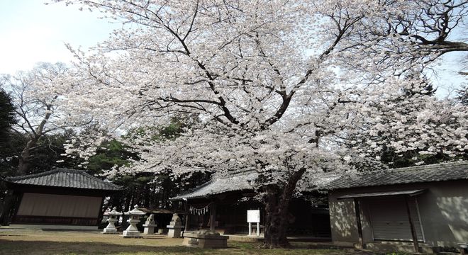 岩槻の花見穴場スポット(笹久保八幡神社)