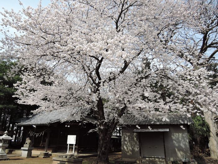 岩槻の花見穴場スポット｜笹久保八幡神社