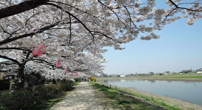 古利根川の桜