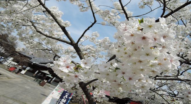 花といえば俳句では桜 花見 花曇 落花 花を季語にした俳句一覧 疑問を解決