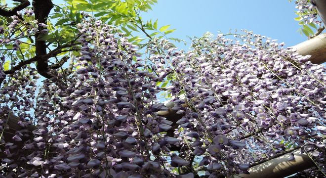 藤の花