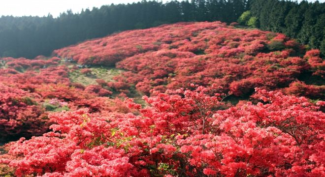 山つつじ