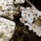 和歌山県の桜の名所